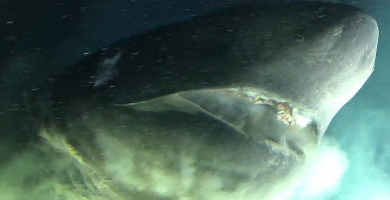 Avistan a tiburón más viejo que los dinosaurios en el Golfo de México |  National Geographic en Español