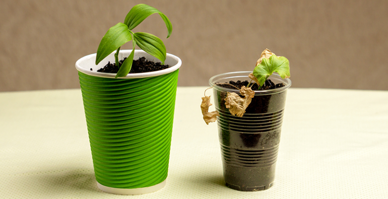 Vasos biodegradables - bio y eco