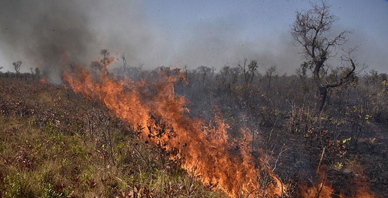 Experta revela que los incendios en Bolivia han matado a unos 2.3 millones  de animales | National Geographic en Español