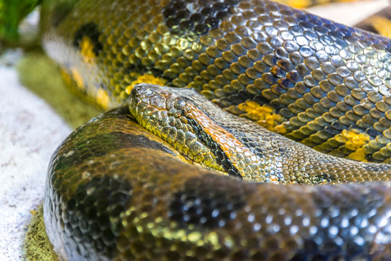 anaconda buzos