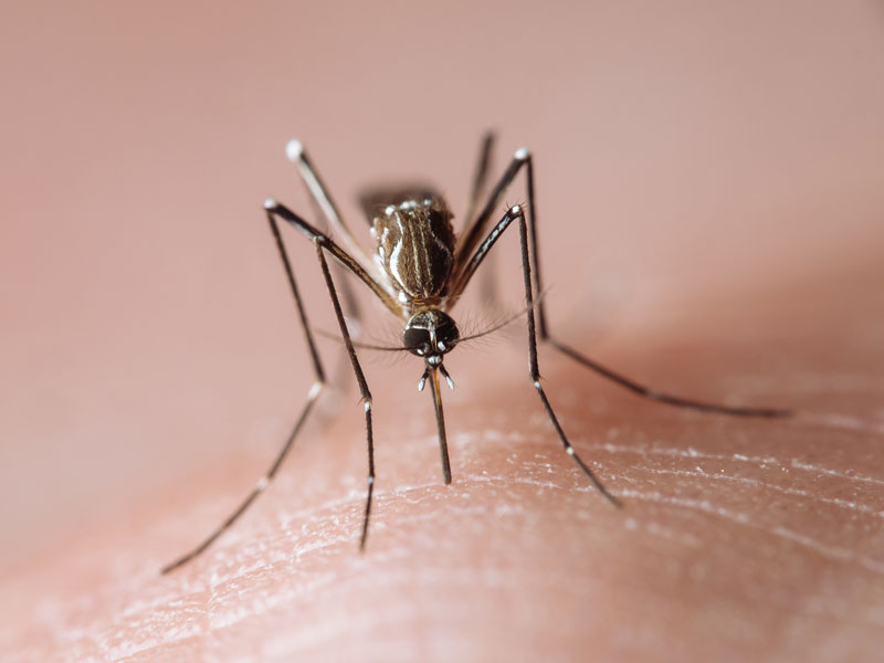 Virus mortal mosquitos EEE Estados Unidos