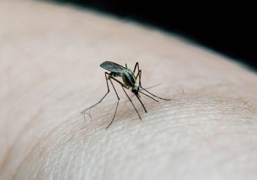 Virus mortal mosquitos EEE Estados Unidos