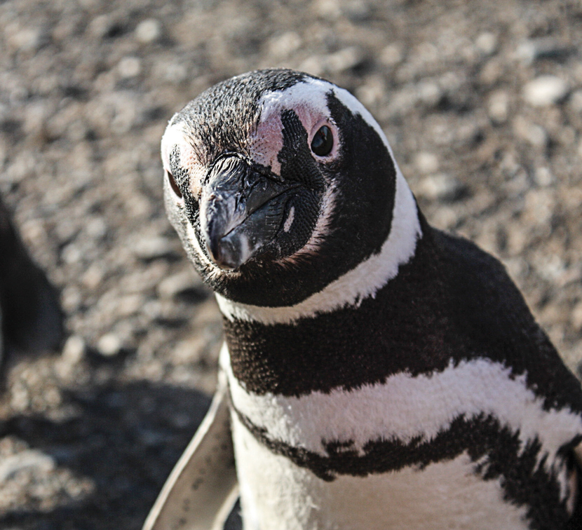 isla Magdalena Pingüinos