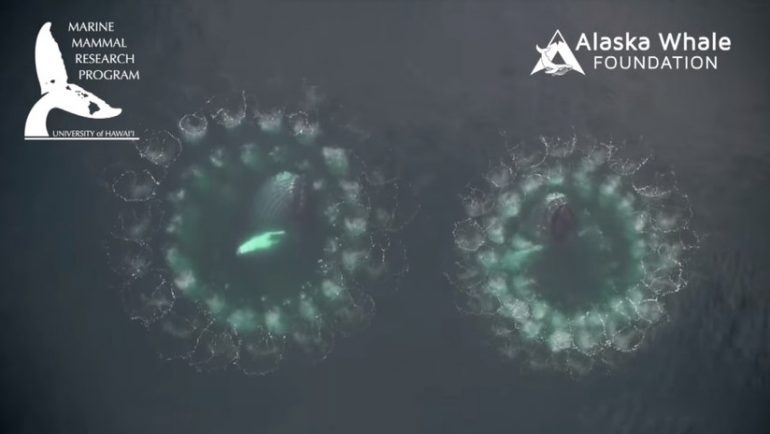 ballenas jorobadas redes de burbuja