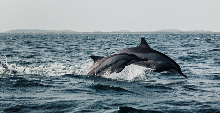 delfines Cabo Verde