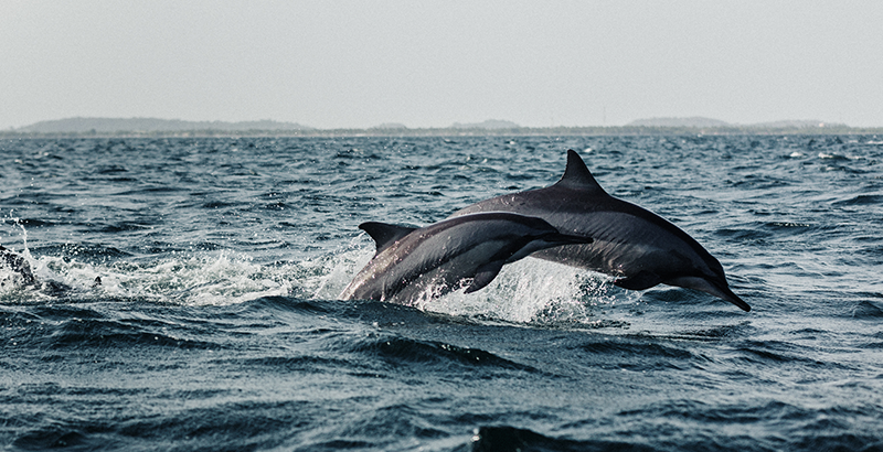 Mas De 130 Delfines Mueren En Cabo Verde National Geographic En Espanol