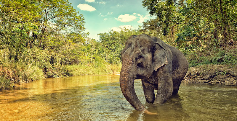 elefante Tailandia