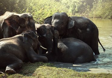 elefantes Tailandia