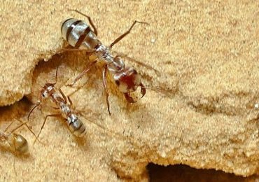 hormigas más rápidas del mundo