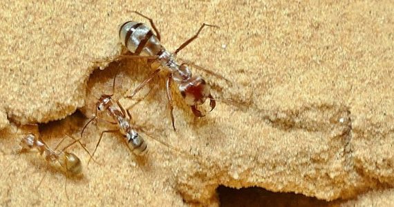 hormigas más rápidas del mundo