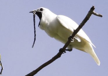 pájaro más ruidoso campanero blanco