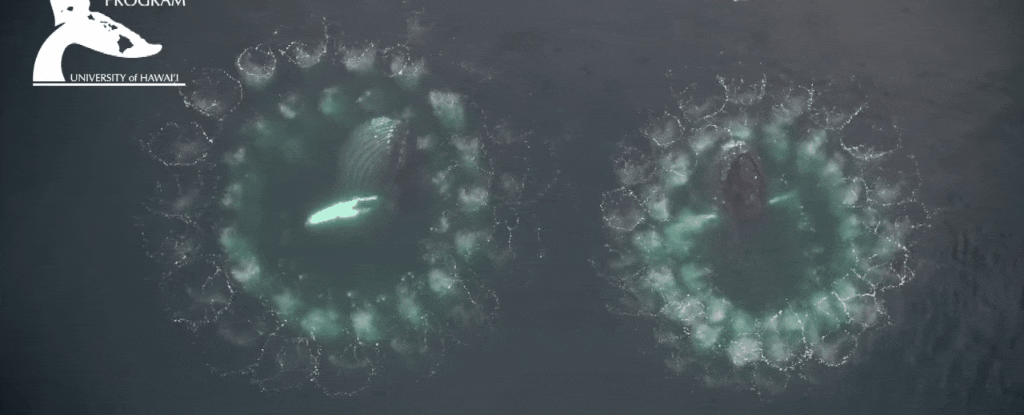 ballenas jorobadas redes de burbujas