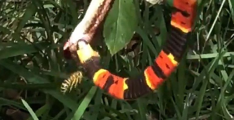 Serpiente venenosa avispa