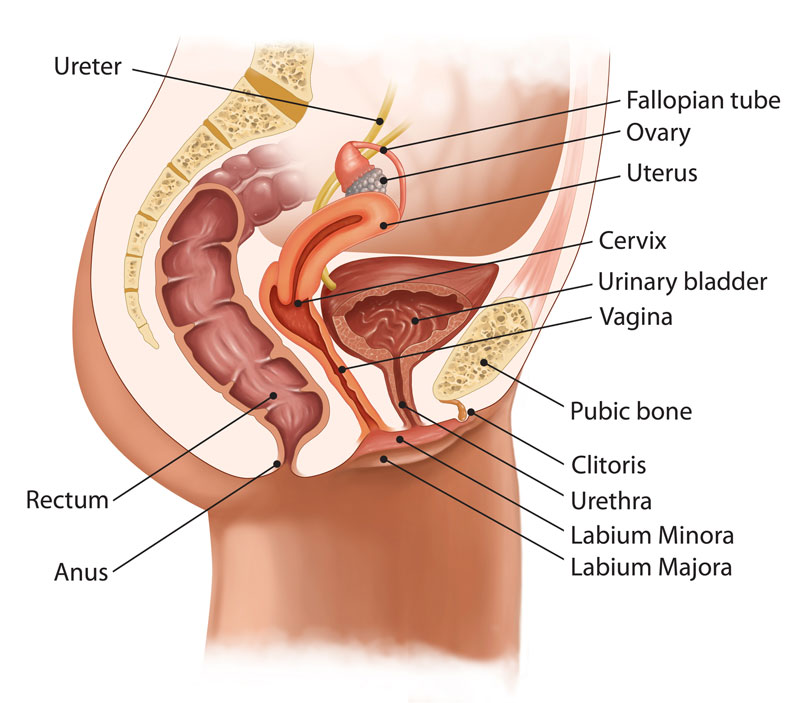 clítoris orgasmo femenino