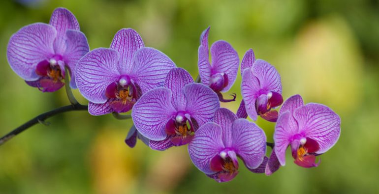 orquídeas Colombia