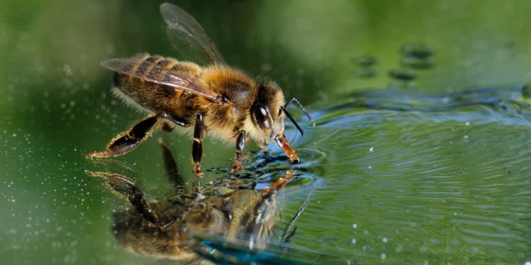 abejas surfear agua