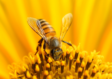 abejas pesticidas