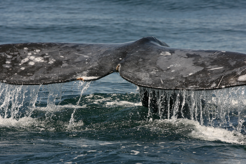Conanp ballena gris
