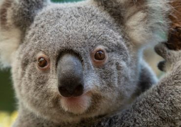 Lewis Koala Australia