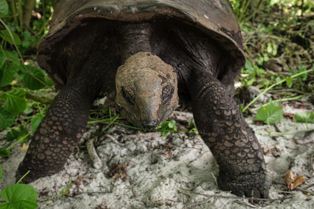 tortuga gigante de Aldabra​