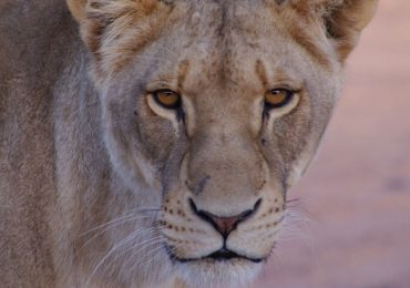 leones leona África Sudán