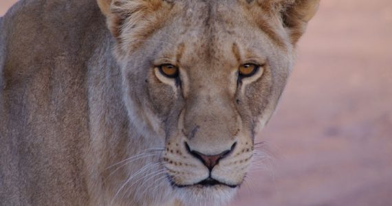 leones leona África Sudán