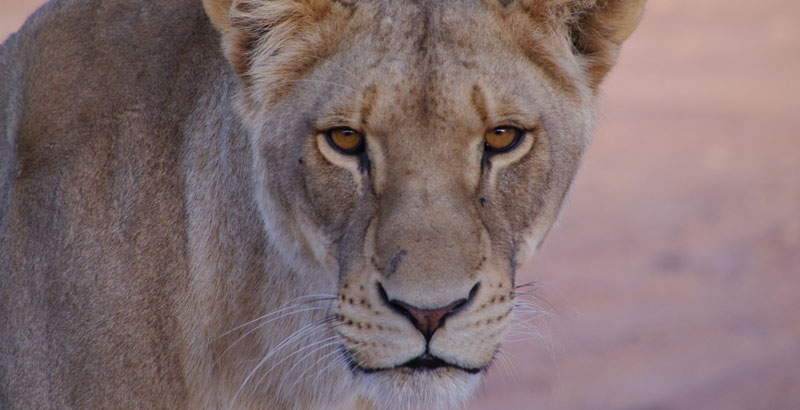 Muere uno de los cinco leones desnutridos en un zoológico ...