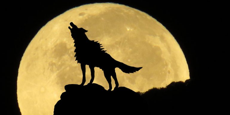 Luna del Lobo