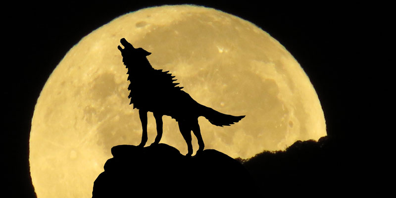 La Luna del lobo será el primer plenilunio de 2020 | National Geographic en  Español