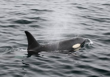 orcas estrecho de Mesina Italia