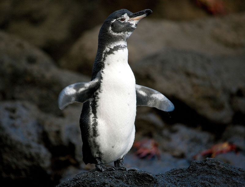 pingüino de Galápagos
