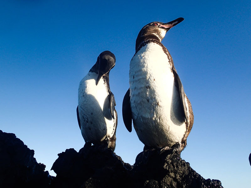 pingüino de Galápagos