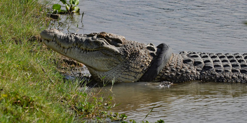 Ofrecen recompensa por liberar a cocodrilo que tiene un neumático en el  cuello | National Geographic en Español