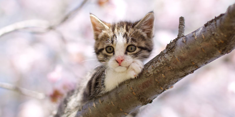 Sofocar desaparecer Remontarse Gatos: 11 datos interesantes que debes saber | National Geographic en  Español