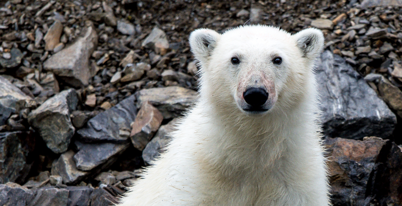 Hallan A Un Oso Polar Con Misterioso Mensaje Y Alerta A Los Cientificos National Geographic En Espanol