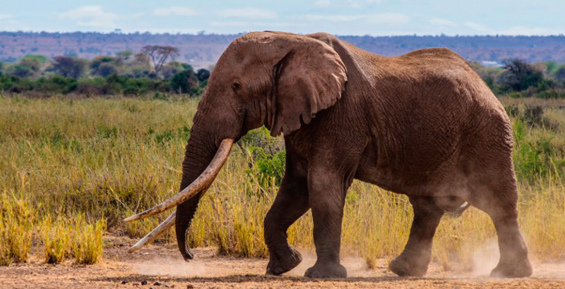 Muere Tim Uno De Los Ultimos Elefantes De Grandes Colmillos National Geographic En Espanol