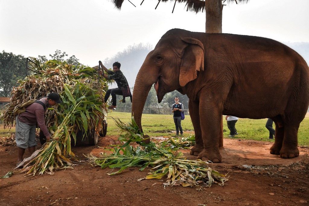 elefantes rescatados