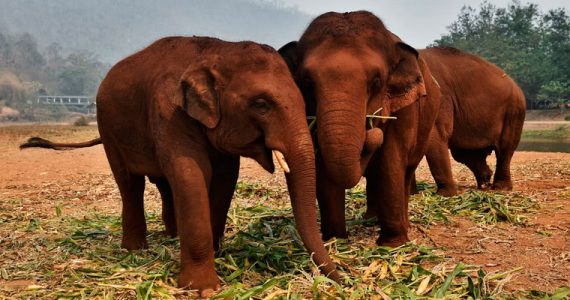 Tailandia elefantes