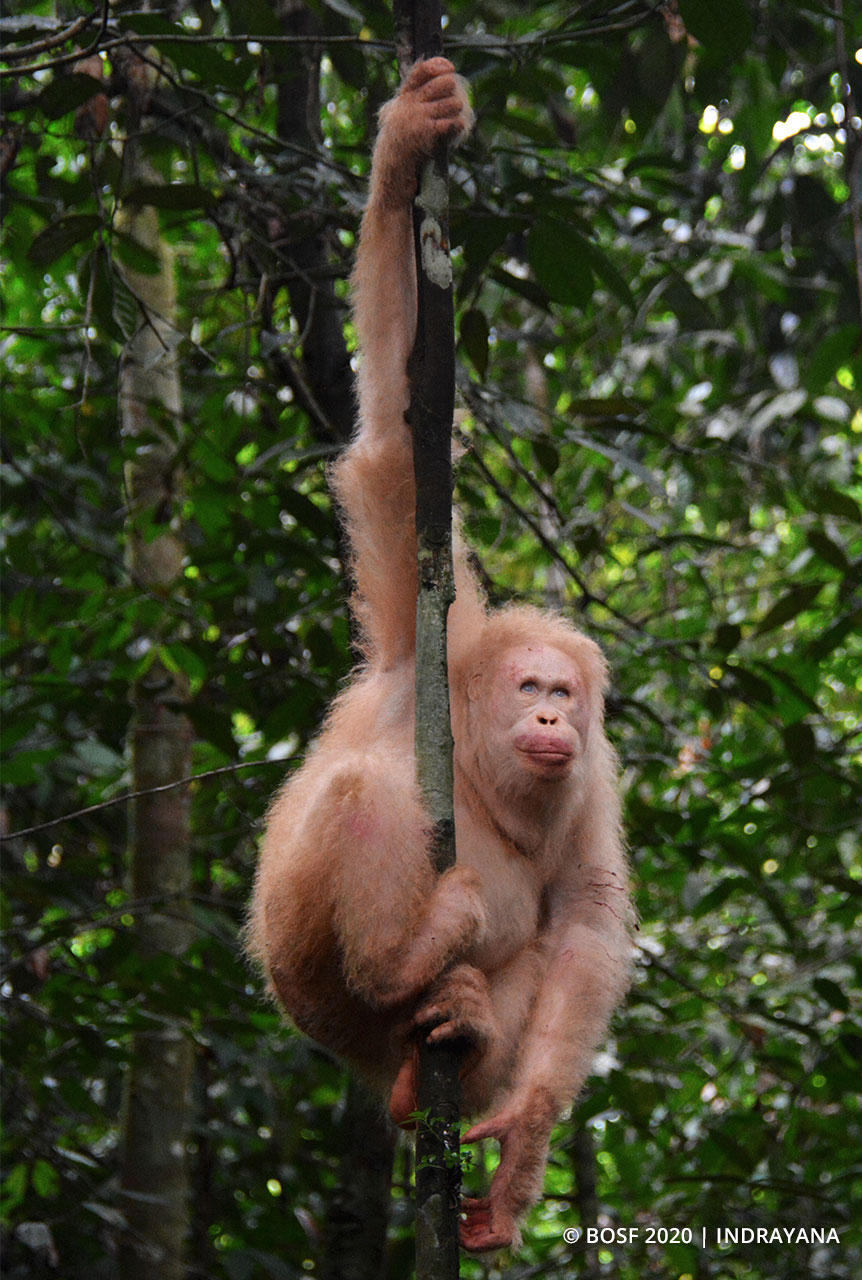 Alba orangután albino