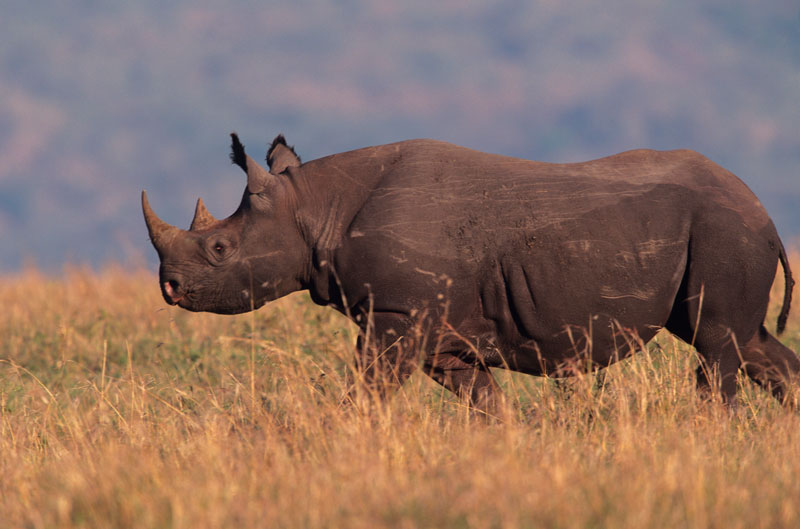 rinoceronte negro