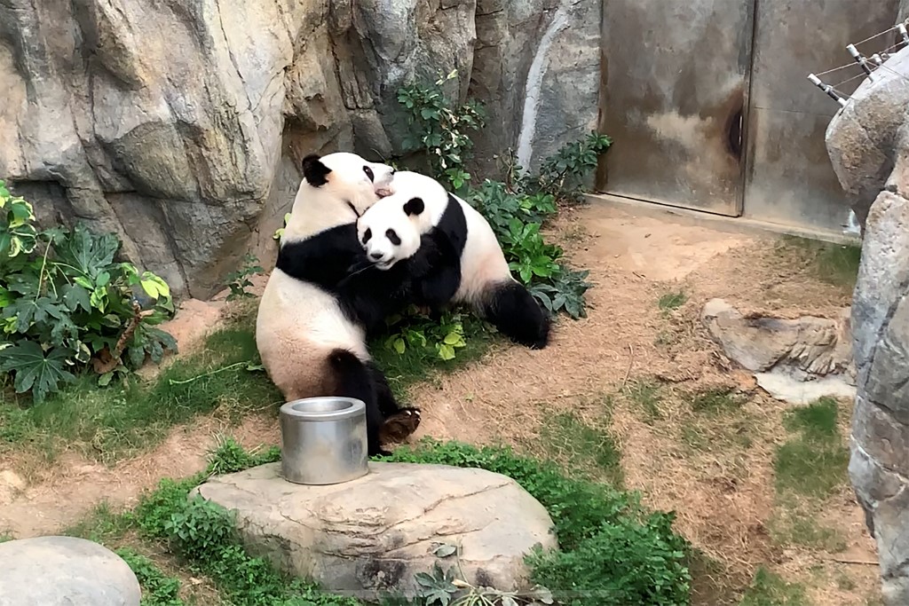 Ballena barba Separar Más que nada Tras casi un década de intentos fallidos, dos pandas al fin se aparean |  National Geographic en Español
