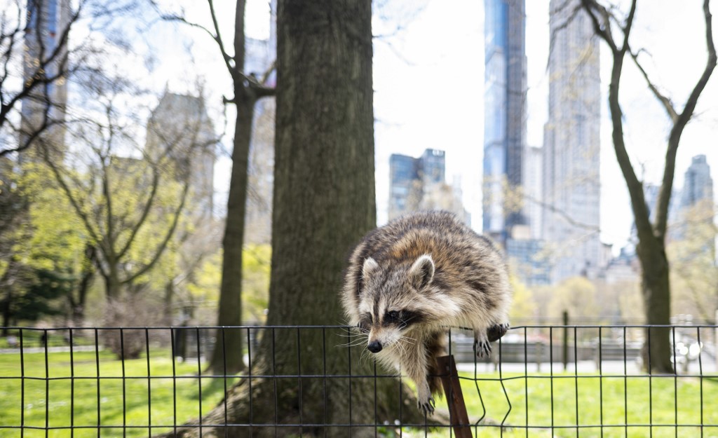 mapache Central Park Nueva York animal