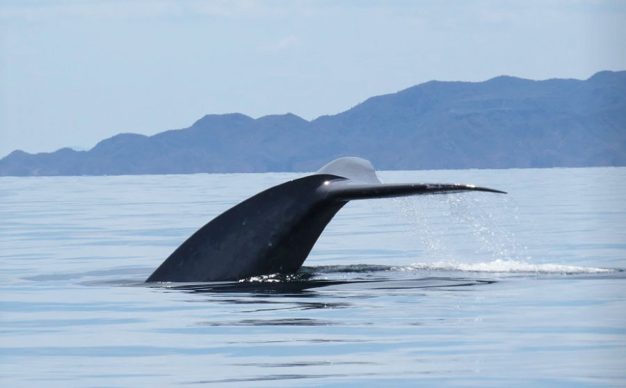 ballena azul Bahía de Loreto Baja California Sur