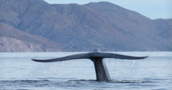 ballena azul Bahía de Loreto Baja California Sur