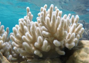 Nubes blanqueamiento de la Gran Barrera de Coral