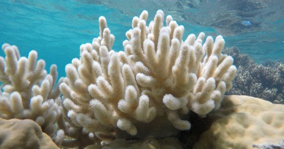 Nubes blanqueamiento de la Gran Barrera de Coral