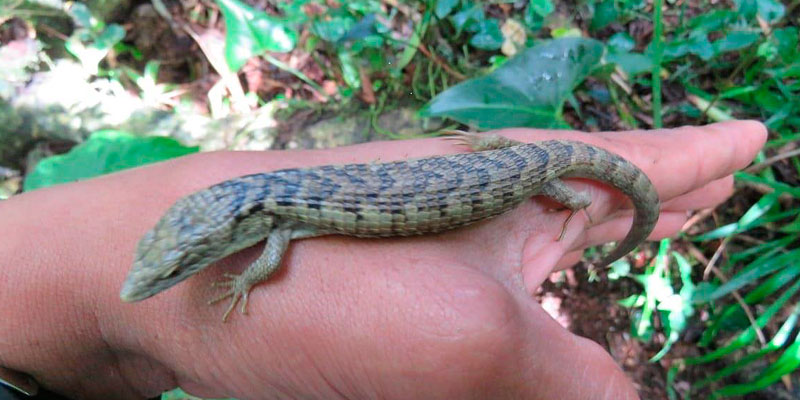 Avistan a un Dragoncito de Sierra Morena en Chiapas | National Geographic  en Español