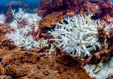 blanqueamiento Gran Barrera de Coral Australia