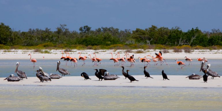 animales aves Holbox