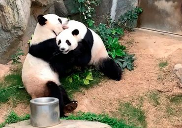 Pandas panda